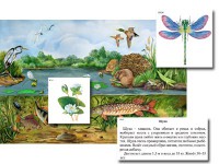 Магнитный плакат-аппликация "Водоем: биоразнообразие и взаимосвязи в сообществе" - fgospostavki.ru - Екатеринбург