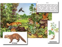 Магнитный плакат-аппликация "Лес: биоразнообразие и взаимосвязи в сообществе" - fgospostavki.ru - Екатеринбург