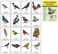 Раздаточные карточки "Зимующие птицы" - «ФГОС Поставки»
