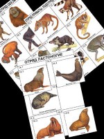 Комплект дидактических карточек: "Систематика и экология млекопитающих" (96 штук, цветные, ламинированные) - fgospostavki.ru - Екатеринбург