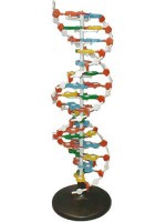 Модель структуры ДНК (разборная) - fgospostavki.ru - Екатеринбург