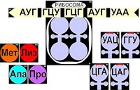 Модель-аппликация "Биосинтез белка" (ламинированная) - fgospostavki.ru - Екатеринбург