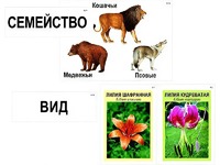 Модель-аппликация "Классификация растений и животных" (ламинированная) - fgospostavki.ru - Екатеринбург