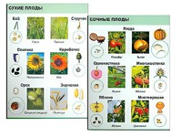 Коллекция "Семена и плоды" - fgospostavki.ru - Екатеринбург