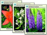 Гербарий фотографический "Основные группы растений" - fgospostavki.ru - Екатеринбург