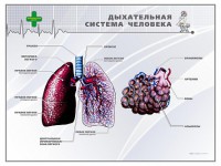 Стенд "Дыхательная система человека" - fgospostavki.ru - Екатеринбург