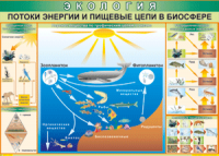Таблица "Потоки энергии и пищевые цепи в биосфере" (100х140 сантиметров, винил) - fgospostavki.ru - Екатеринбург