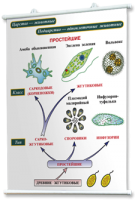 Плакаты по биологии для оформления кабинета. - fgospostavki.ru - Екатеринбург