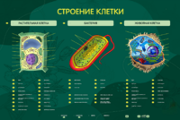 Электрифицированный стенд "Строение клетки" с маркерными полями - fgospostavki.ru - Екатеринбург