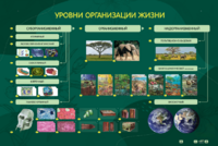 Электрифицированный стенд "Уровни организации жизни" - fgospostavki.ru - Екатеринбург