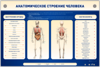 Электрифицированный стенд-тренажер c макетом скелета "Анатомическое строение человека" - fgospostavki.ru - Екатеринбург