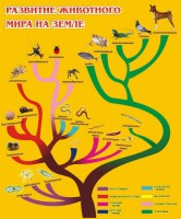 Стенд "Развитие животного мира на земле" - fgospostavki.ru - Екатеринбург