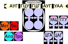 Модель-аппликация "Биосинтез белка" (ламинированная) - fgospostavki.ru - Екатеринбург