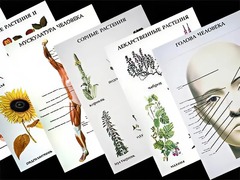Таблицы по природоведению 1-3 класс (46 штук, формат А2) - fgospostavki.ru - Екатеринбург