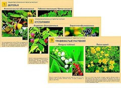Гербарий фотографический "Ядовитые растения" - fgospostavki.ru - Екатеринбург