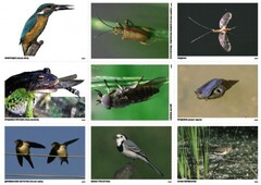 Комплект таблиц Природные зоны России. Сообщества (комплект 18 таблиц) - fgospostavki.ru - Екатеринбург