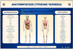 Электрифицированный стенд-тренажер c макетом скелета "Анатомическое строение человека" - fgospostavki.ru - Екатеринбург