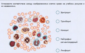 Интерактивные курсы. Биология 11 класс. Расширенный. - fgospostavki.ru - Екатеринбург