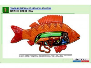Рельефная таблица "Внутреннее строение рыбы" (формат А1, матовое ламинирование) - fgospostavki.ru - Екатеринбург