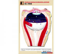 Рельефная таблица "Глаз. Строение" (формат А1, матовое ламинирование) - fgospostavki.ru - Екатеринбург