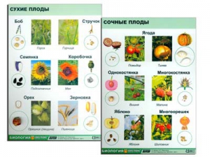 Коллекция "Семена и плоды" - fgospostavki.ru - Екатеринбург