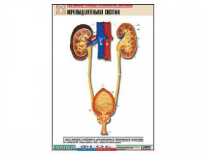 Рельефная таблица "Мочевыделительная система" (формат А1, матовое ламинирование) - fgospostavki.ru - Екатеринбург