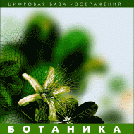Ботаника. (Цифровая база изображений) - fgospostavki.ru - Екатеринбург