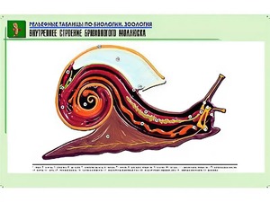 Рельефная таблица "Внутреннее строение брюхоногого моллюска" (формат А1, матовое ламинирование) - fgospostavki.ru - Екатеринбург