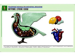 Рельефная таблица "Внутреннее строение голубя" (формат А1, матовое ламинирование) - fgospostavki.ru - Екатеринбург