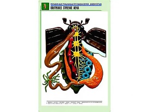 Рельефная таблица "Внутреннее строение жука" (формат А1, матовое ламинирование) - fgospostavki.ru - Екатеринбург