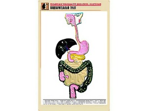 Рельефная таблица "Пищеварительный тракт" (формат А1, матовое ламинирование) - fgospostavki.ru - Екатеринбург