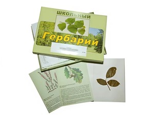 Гербарий "Дикорастущие растения" (30 видов, с иллюстрациями) - fgospostavki.ru - Екатеринбург