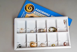 Коллекция "Раковины моллюсков" - fgospostavki.ru - Екатеринбург