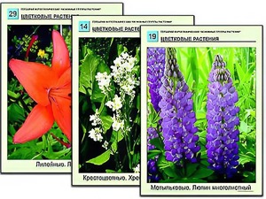 Гербарий фотографический "Основные группы растений" - fgospostavki.ru - Екатеринбург