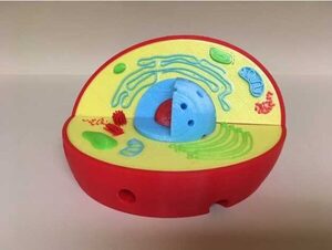 Модель растительной клетки - fgospostavki.ru - Екатеринбург