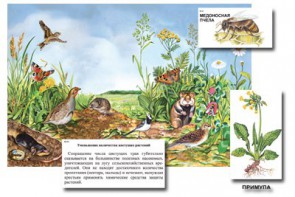 Магнитный плакат-аппликация "Луг: биоразнообразие и взаимосвязи в сообществе" - fgospostavki.ru - Екатеринбург