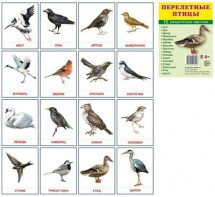 Раздаточные карточки "Перелетные птицы" - fgospostavki.ru - Екатеринбург