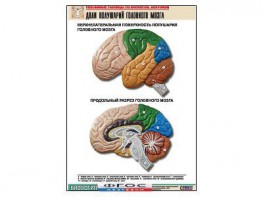 Рельефная таблица "Доли полушарий головного мозга" (формат А1, матовое ламинирование) - fgospostavki.ru - Екатеринбург