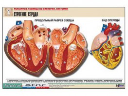 Рельефная таблица "Строение сердца" (формат А1, матовое ламинирование) - fgospostavki.ru - Екатеринбург