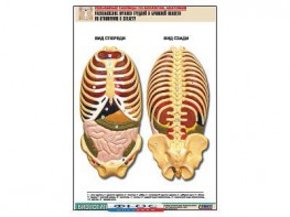 Рельефная таблица "Расположение органов грудной и брюшной полостей по отношению к скелету"(формат А1, ламинированная) - fgospostavki.ru - Екатеринбург