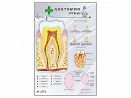Электрифицированный стенд "Анатомия зуба" - «ФГОС Поставки»