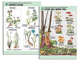 Комплект таблиц "Окружающий мир. Грибы. Растительный мир" (12 таблиц, А1, ламинированные) - fgospostavki.ru - Екатеринбург