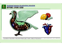 Рельефная таблица "Внутреннее строение голубя" (формат А1, матовое ламинирование) - fgospostavki.ru - Екатеринбург