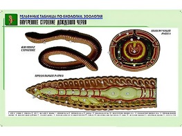Рельефная таблица "Внутреннее строение дождевого червя" (формат А1, матовое ламинирование) - fgospostavki.ru - Екатеринбург
