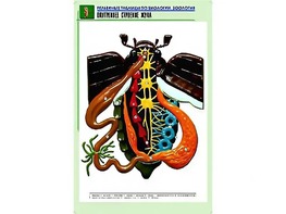 Рельефная таблица "Внутреннее строение жука" (формат А1, матовое ламинирование) - fgospostavki.ru - Екатеринбург
