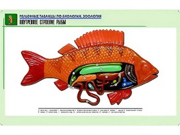 Рельефная таблица "Внутреннее строение рыбы" (формат А1, матовое ламинирование) - fgospostavki.ru - Екатеринбург