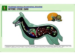 Рельефная таблица "Внутреннее строение собаки" (формат А1, матовое ламинирование) - fgospostavki.ru - Екатеринбург
