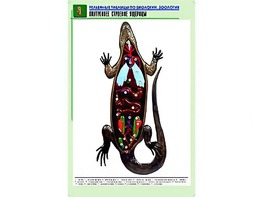 Рельефная таблица "Внутреннее строение ящерицы" (формат А1, матовое ламинирование) - fgospostavki.ru - Екатеринбург