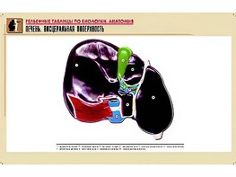 Рельефная таблица "Печень. Висцеральная поверхность" (формат А1, матовое ламинирование) - fgospostavki.ru - Екатеринбург