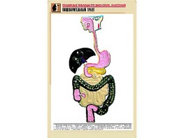 Рельефная таблица "Пищеварительный тракт" (формат А1, матовое ламинирование) - fgospostavki.ru - Екатеринбург